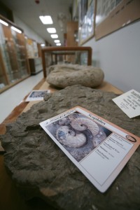 Rocks and fossils on display at the Earth Science Museum in San Antonio, TX