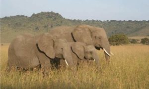 Two adult elephants with a baby in an African savanna