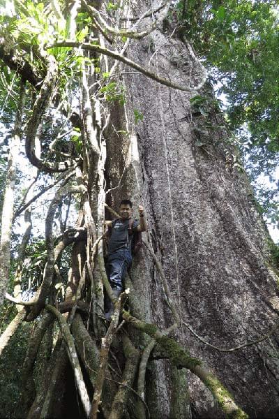 Naranjo midway up a huge tree