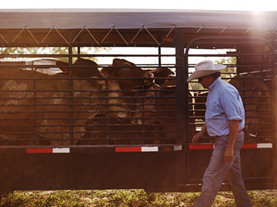 Ramirez walking past a cattle trailer