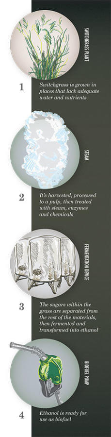 Switchgrass as biofuel diagram