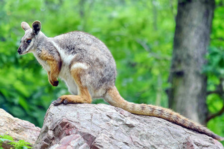 A  yellow-footed rock-wallaby sits on a rock.