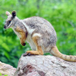 Wallaby on a rock