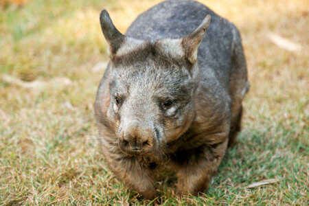  Southern hairy-nosed wombat sits on grass.