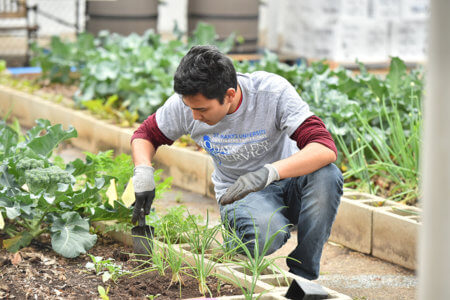 A student at St. Mary's volunteers in a community garden during Continuing the Heritage. 