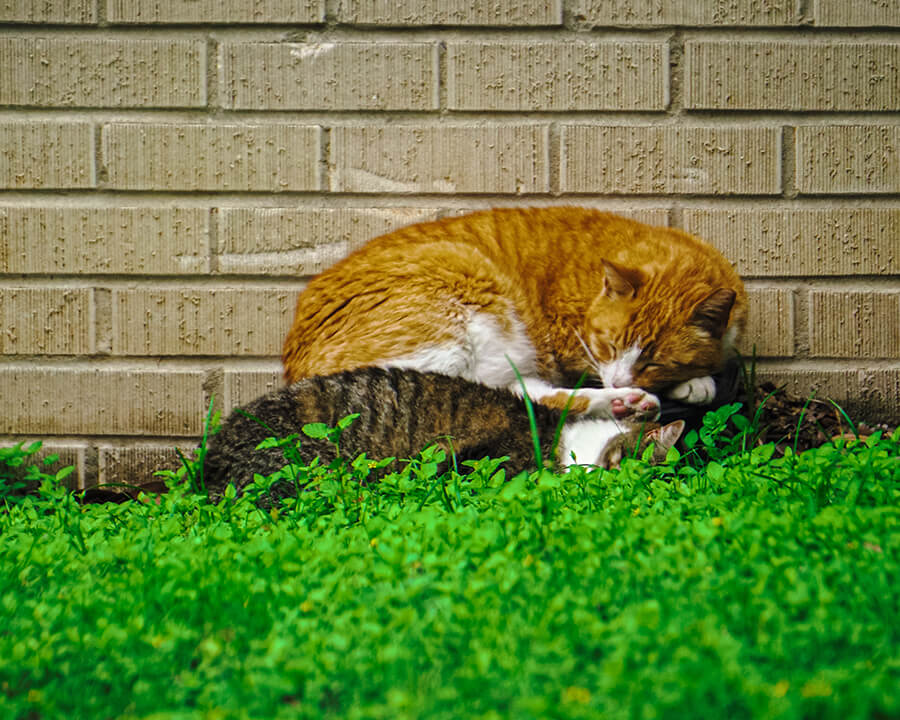 orange cat sleeps on top of a multicolored cat in the grass