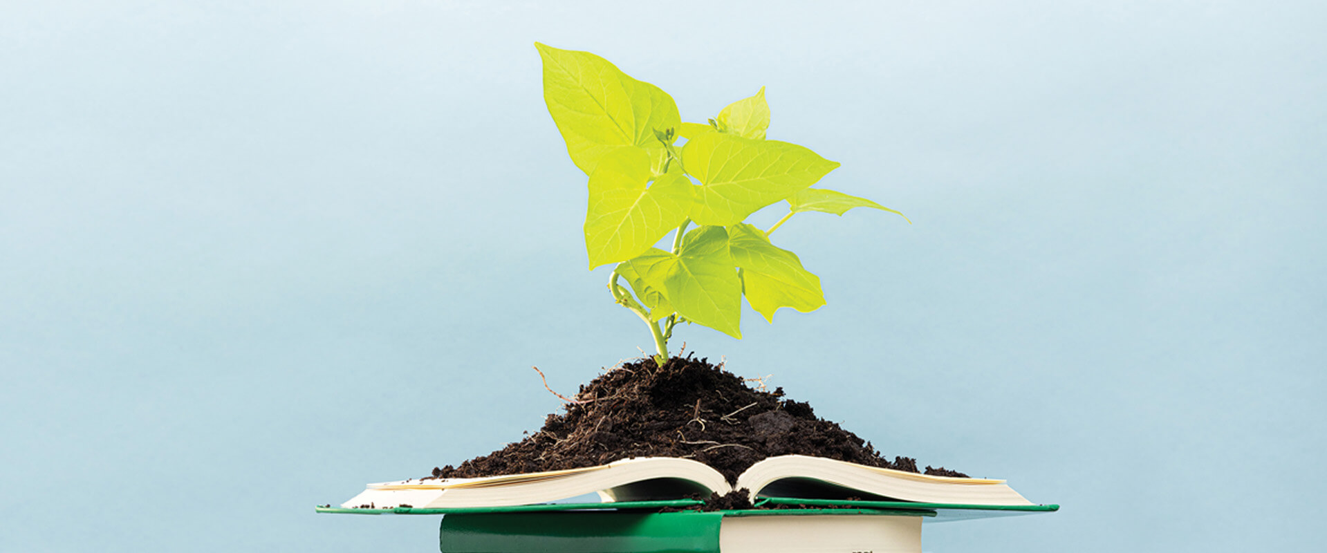 A plant sprouts on top of an open book signifying St. Mary's plan to address climate change.