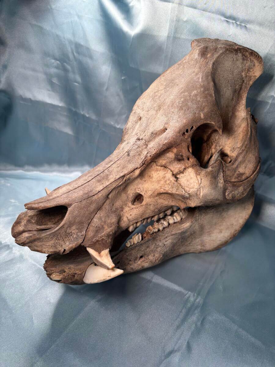 Texas Wild Hog skull side view