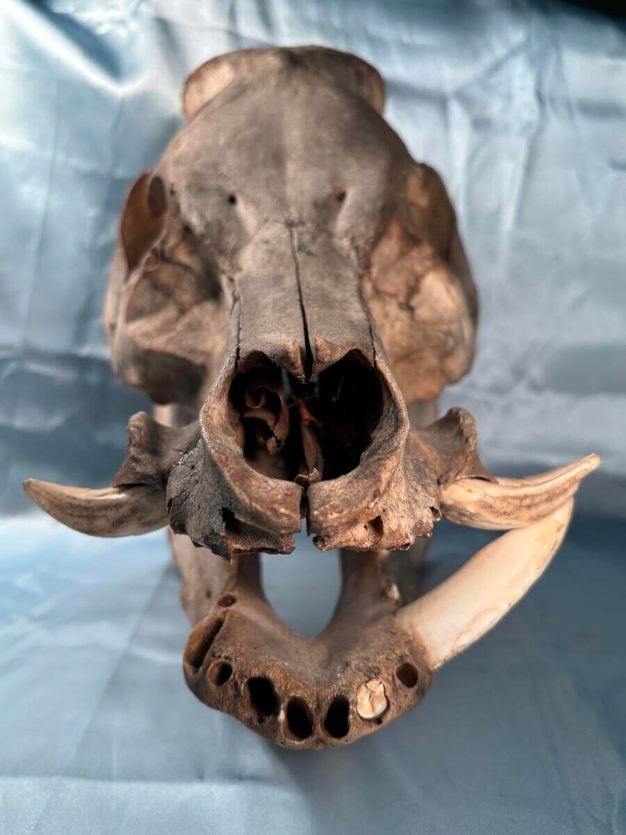 Texas Wild Hog skull front view