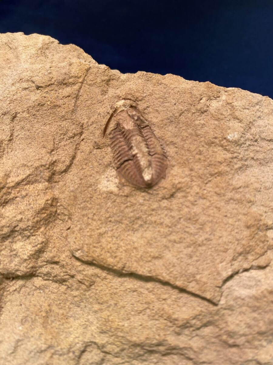 Kaskia Trilobite