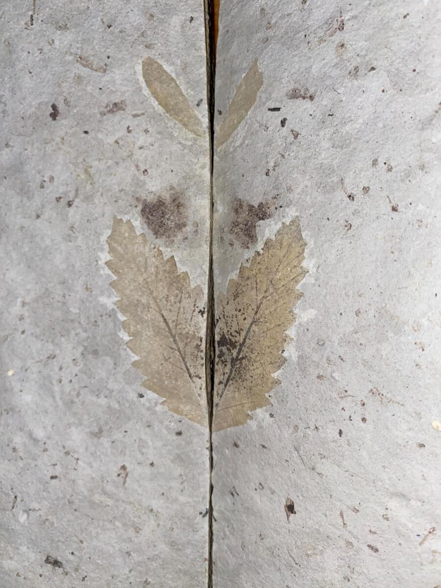 Plant Impression Fossils