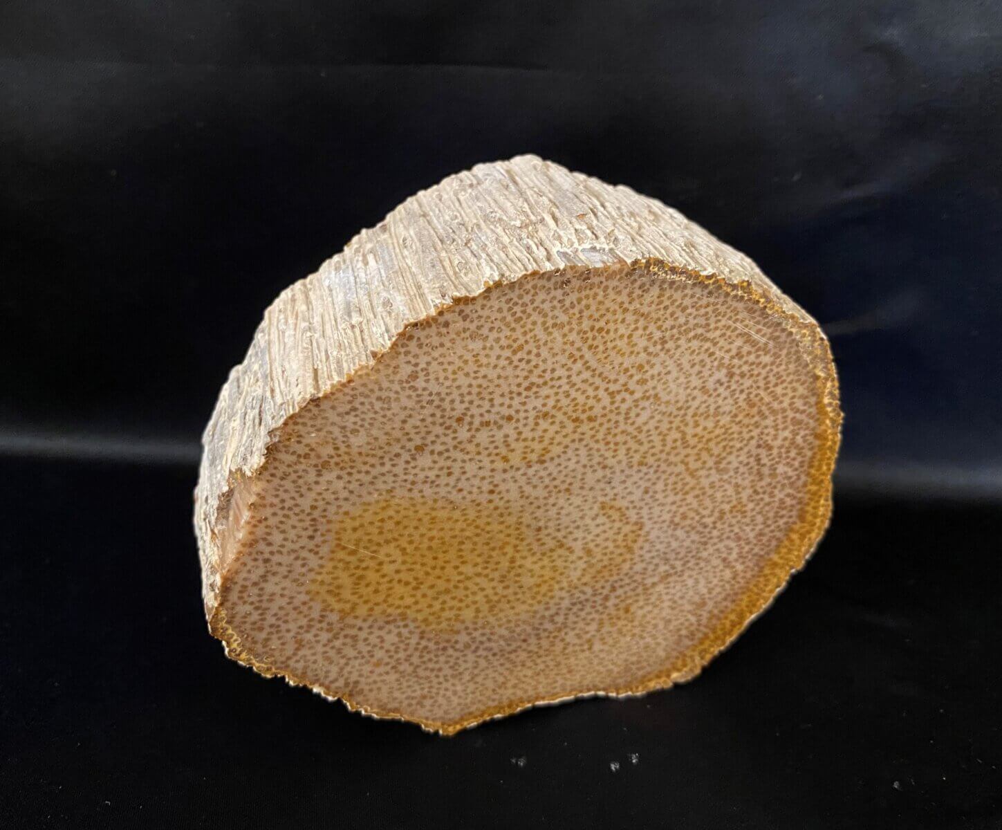 A piece of Palmwood is shaped in a circle the rough brownish orange edges of it's outer layer provides a sharp contrast to the inner lays which appear spongy with many orange pores