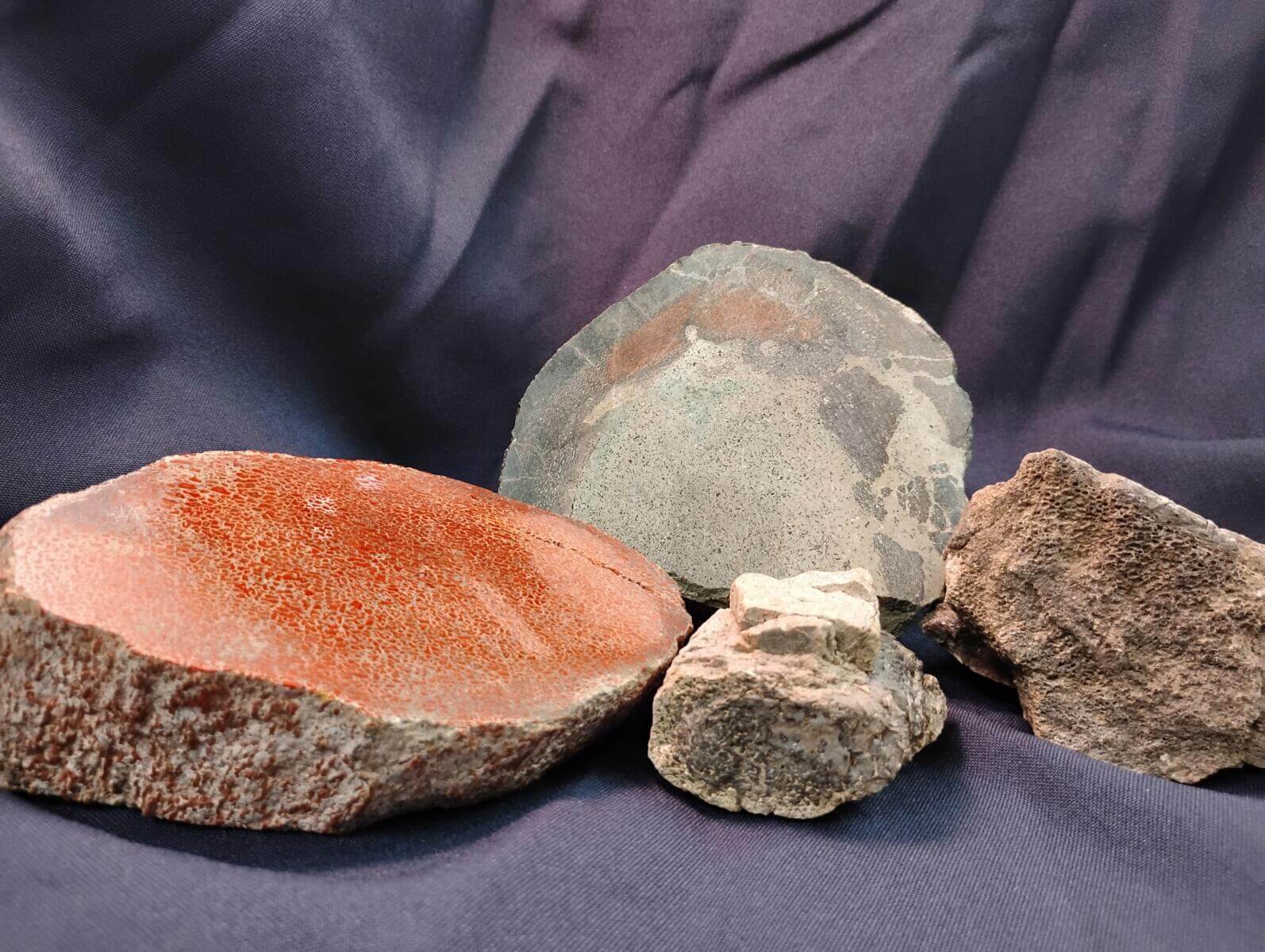 dinosaur bone fragments