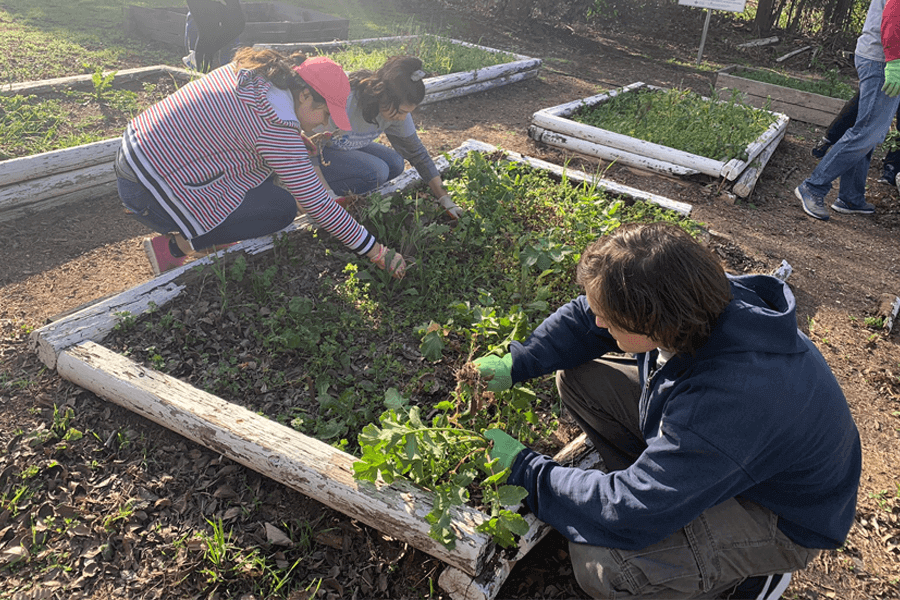 students in the ECO club gardening