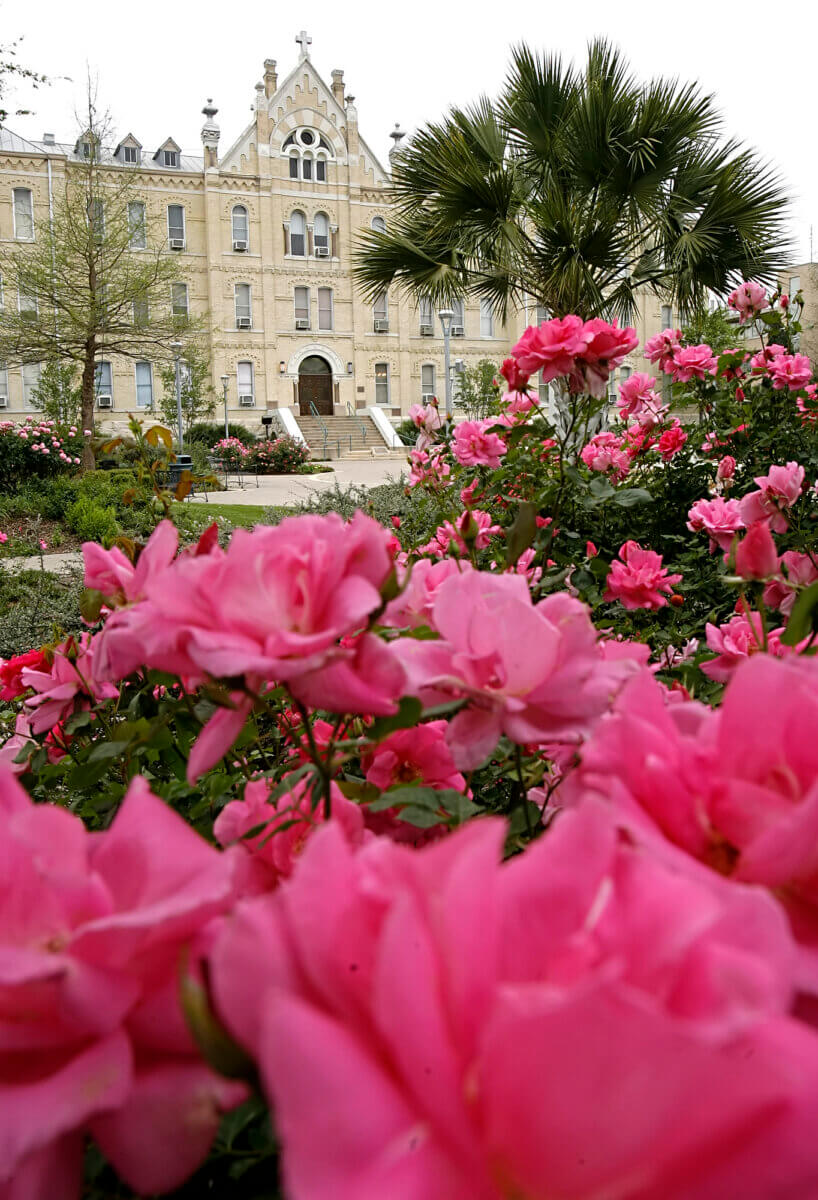 Beautiful pink roses in full bloom in front of St. Louis Hall.