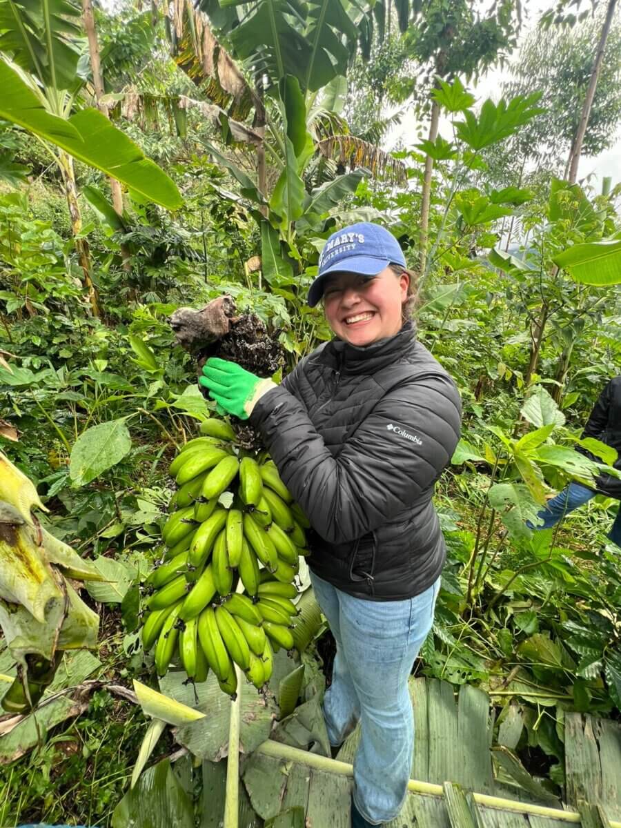 Female student harvesting bananas at the EcoCaminhos Farm during the USDA International Agriculture Program.
