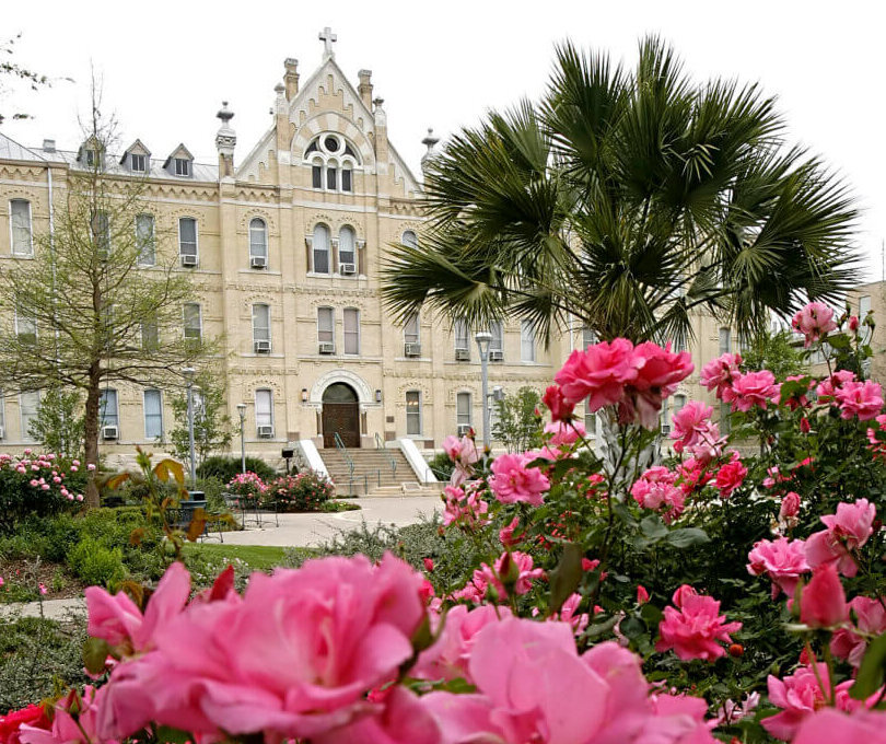 Beautiful pink roses in full bloom in front of St. Louis Hall.