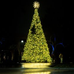 A tree is beautifully lit at Christmas Tree Lighting 2024.