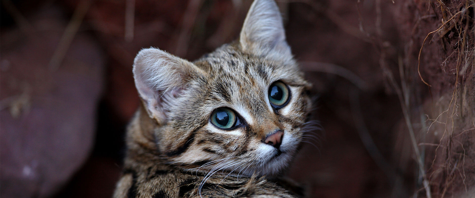 The black-footed cat