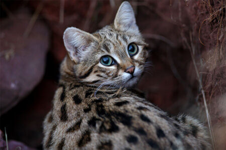 A black-footed cat