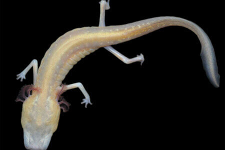 Texas blind salamander.