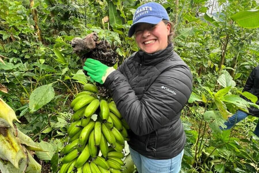 Female student harvesting bananas at the EcoCaminhos Farm during the USDA International Agriculture Program.